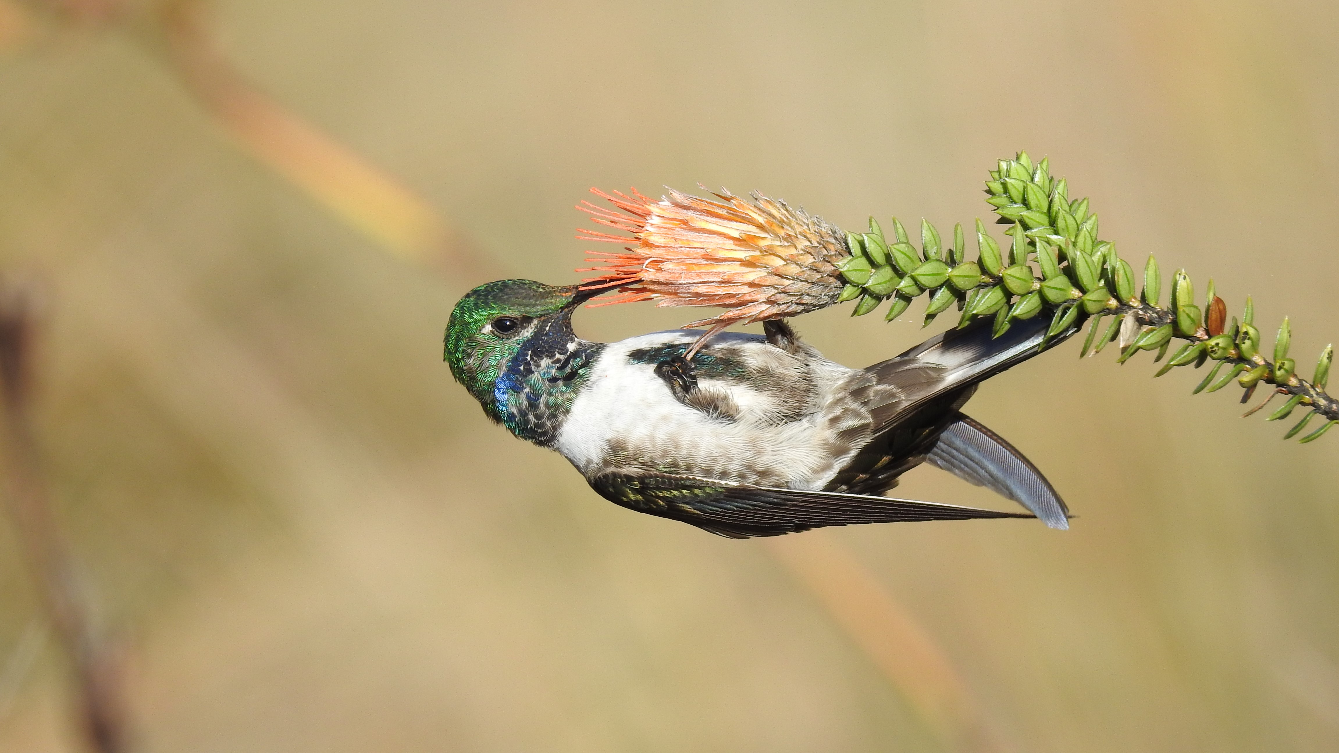 Blue-throated Hillstar